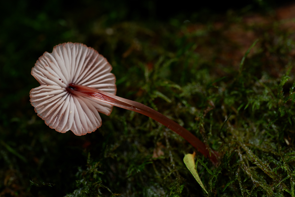 Mycena kuurkacea · April 2025 · photo: © celadonfern (iNaturalist, cc-by)