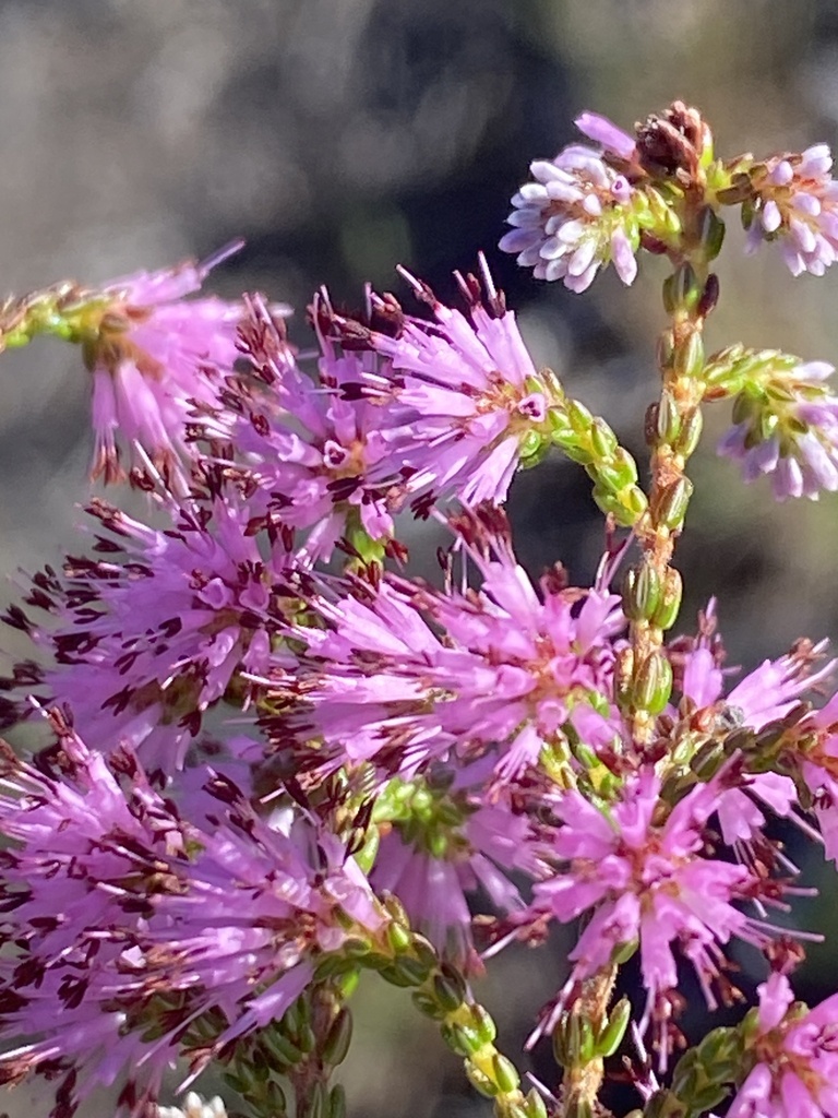 Erica venustiflora