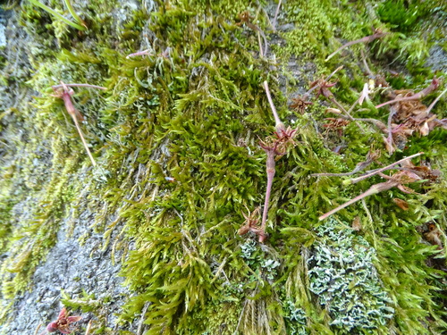 Cladonia coniocraea
