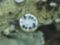 Didymocyrtis epiphyscia