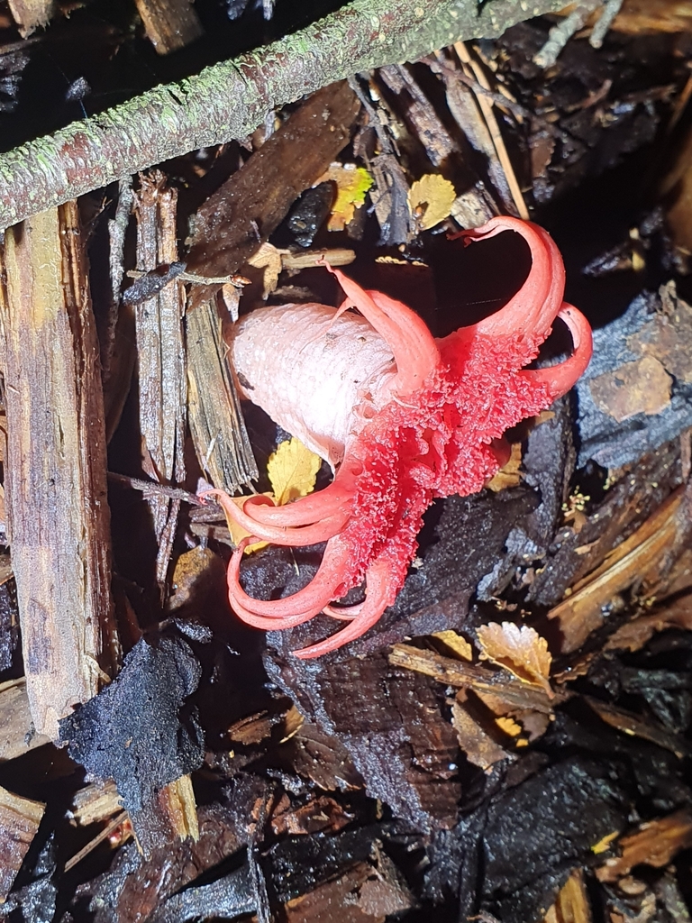 Aseroe rubra · April 2025 · photo: © corli (iNaturalist, cc-by)