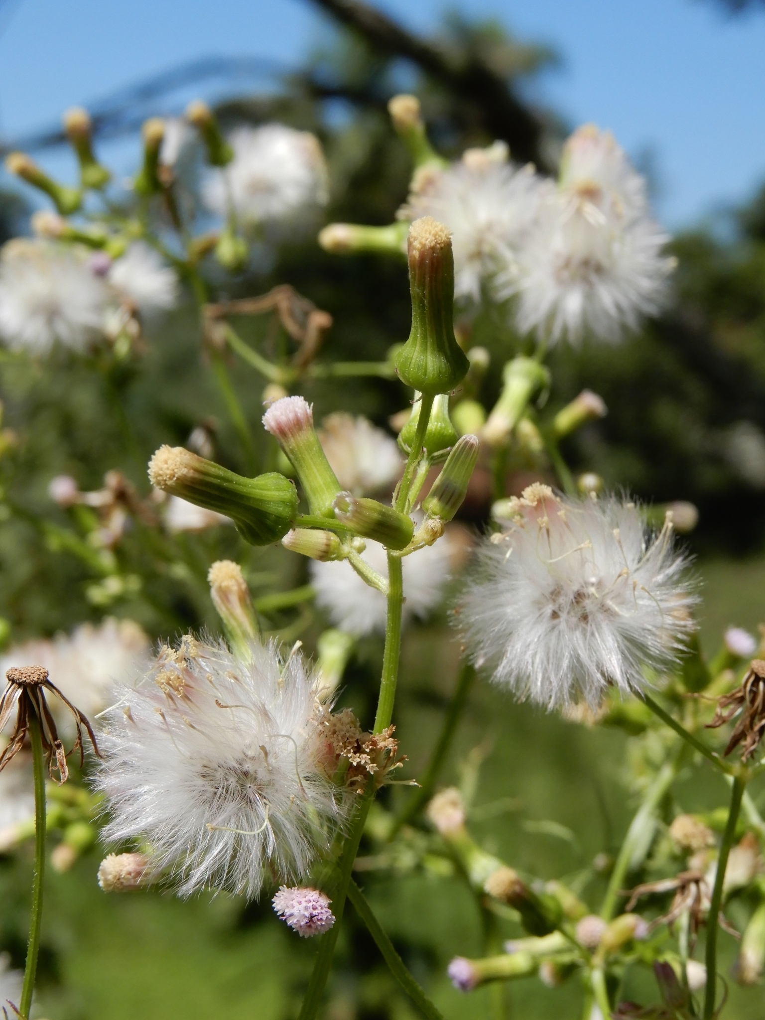 Senecio vulgaris
