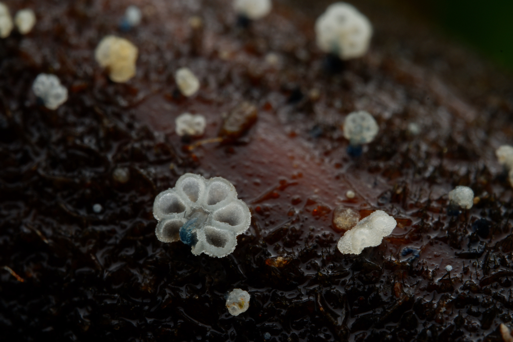 Mycena lazulina · April 2025 · photo: © celadonfern (iNaturalist, cc-by)
