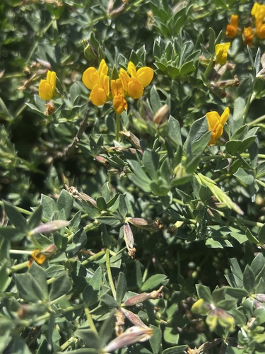 Grey bird's-foot-trefoil