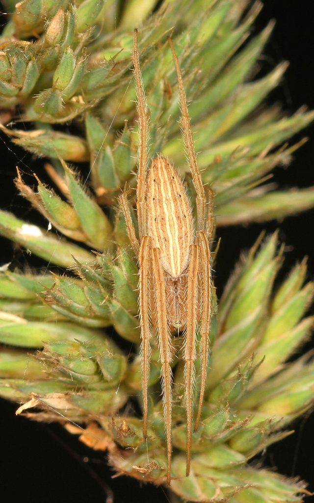 orb weavers