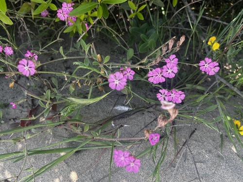 Mediterranean Catchfly