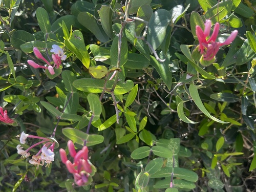 Mediterranean Honeysuckle