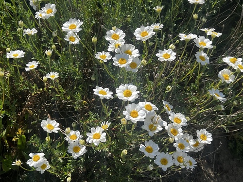 Sea Chamomile