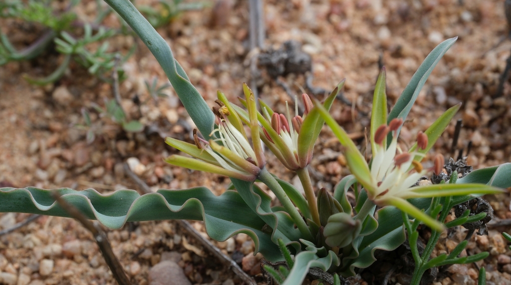 Ornithoglossum zeyheri