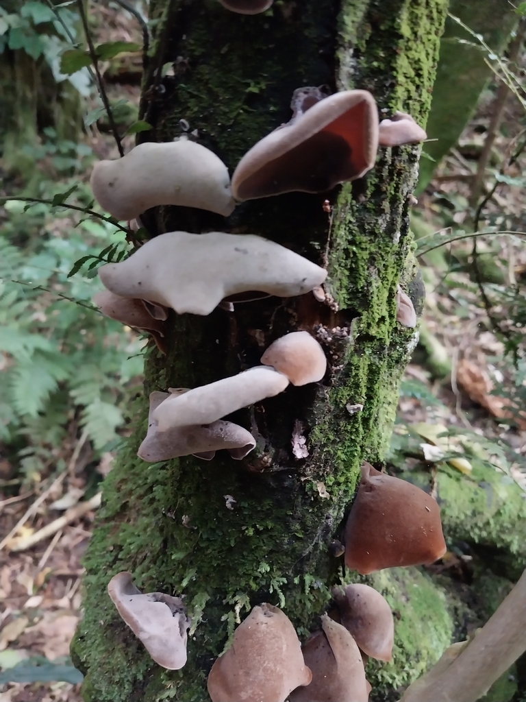 Auricularia cornea · April 2025 · photo: © kiwialli (iNaturalist, cc-by)