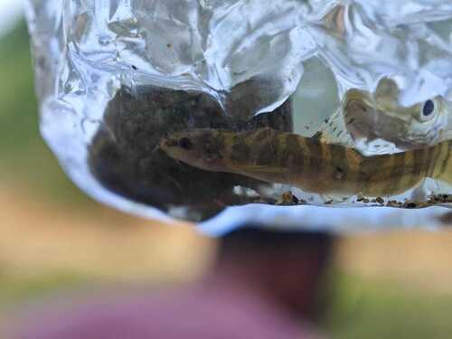 Denisons bermpje (Nemacheilus denisoni) — Nemacheilidae — 3
