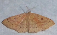 Cyclophora dataria