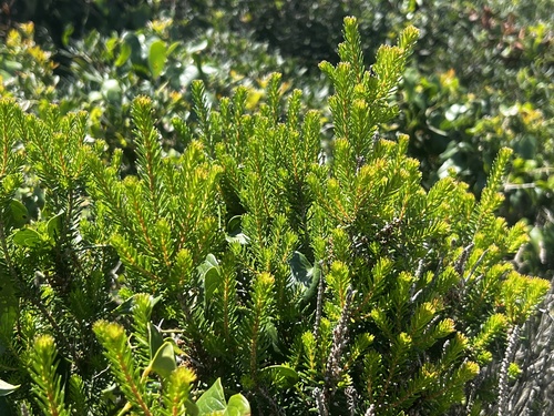 Vielblütige Heide