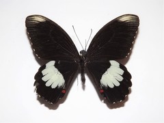 Papilio ambrax