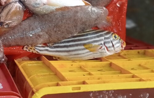 Oriental Sweetlips