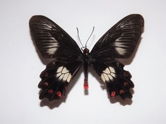 Pachliopta polydorus