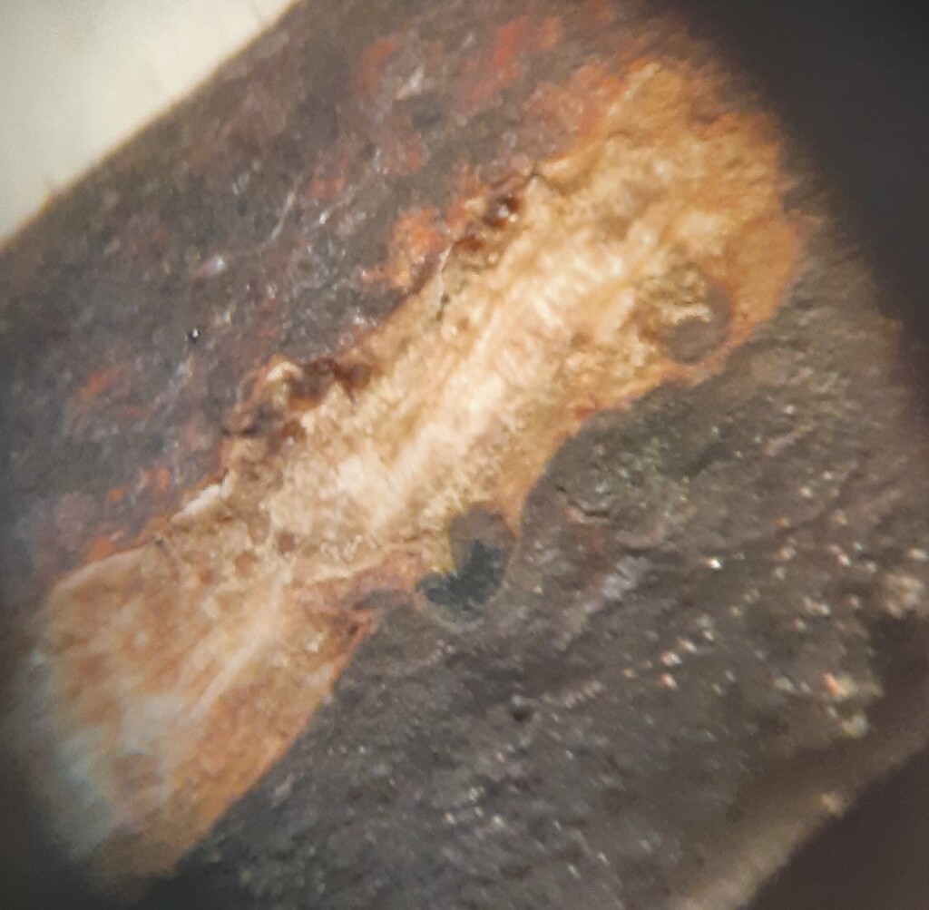 Stilbospora macrosperma