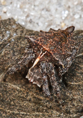 Acanthepeira