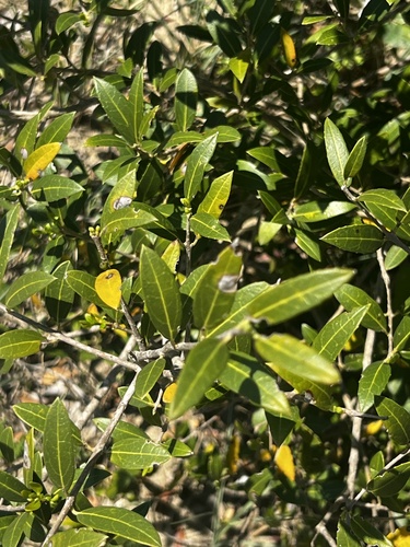 Schmalblättrige Steinlinde