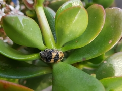 Euphoria basalis