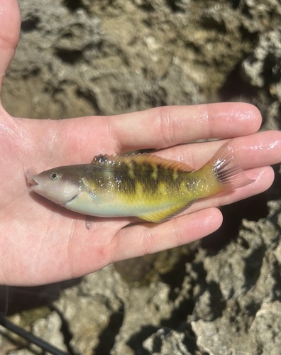 Jansen's wrasse (Thalassoma jansenii) — Labridae — 2