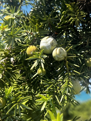 Oxycèdre à gros fruits