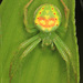 Araneus cingulatus - Photo (c) Judy Gallagher, μερικά δικαιώματα διατηρούνται (CC BY-SA), uploaded by Judy Gallagher