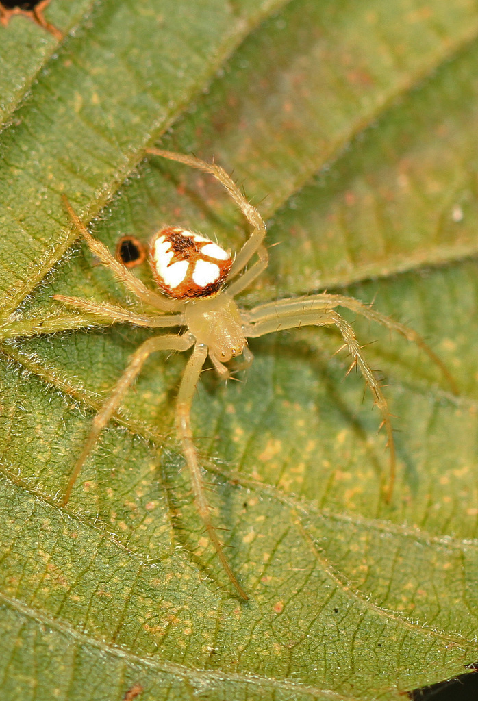 Red-backed Orbweaver