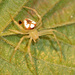 Red-backed Orbweaver - Photo (c) Judy Gallagher, some rights reserved (CC BY), uploaded by Judy Gallagher