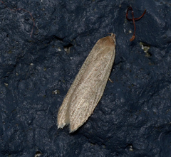 Scieropepla typhicola