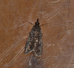 Scoparia anthracias