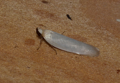 Scieropepla polyxesta