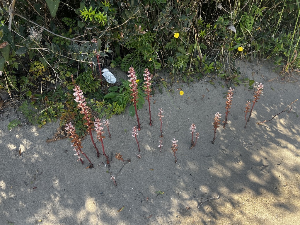Succiamele minore