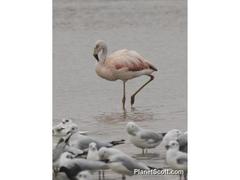 Phoenicopterus chilensis