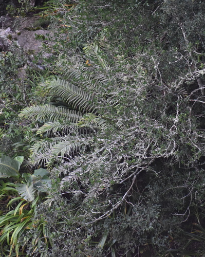 Encephalartos natalensis