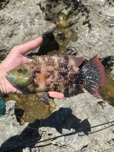 Floral Maori Wrasse — seen at this dive site