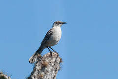 Mimus parvulus