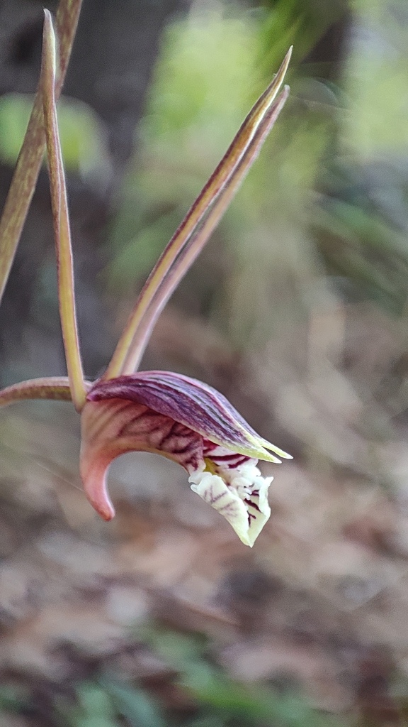 Eulophia longisepala