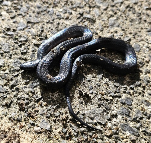 Eastern Small-eyed Snake sighting