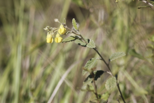 Mallow Dollsrose (Hermannia althaeoides)