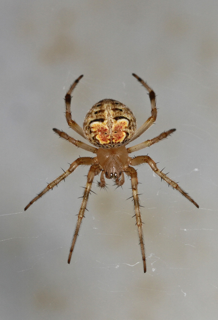Butterfly Orbweaver