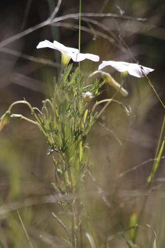 Image of Why Sorrel (Oxalis bifurca) by (c) Karen Eichholz, some rights reserved (CC BY)