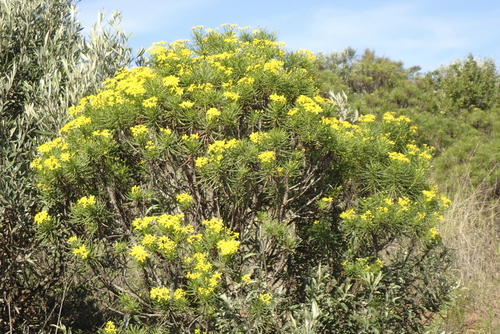 Thread Ragwort (Senecio linifolius)