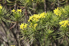 Senecio linifolius, photograph (c) Karen Eichholz, some rights reserved (CC BY)