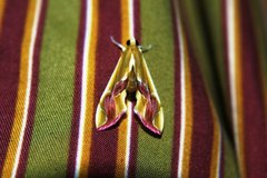 Agathodes ostentalis