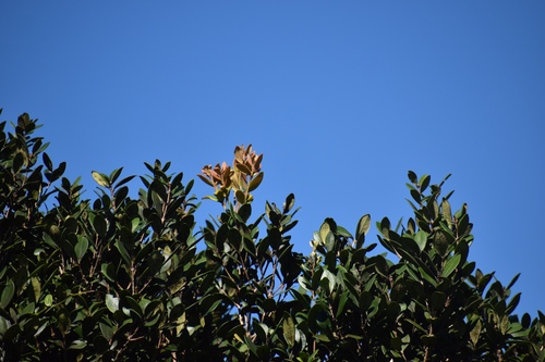 Large-Leaved Myrtleberry (Eugenia erythrophylla)
