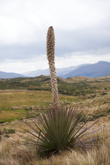 Puya hamata