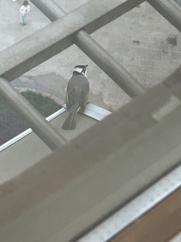 Light-vented Bulbul