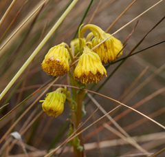 Senecio chionogeton