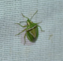 Cyptocephala elegans